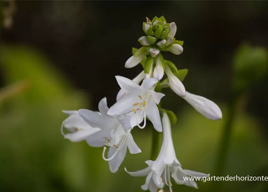 Duftende Garten-Lilien-Funkie 'Royal Standard'