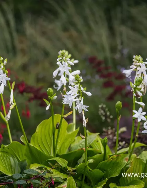 Duftende Garten-Lilien-Funkie 'Royal Standard'