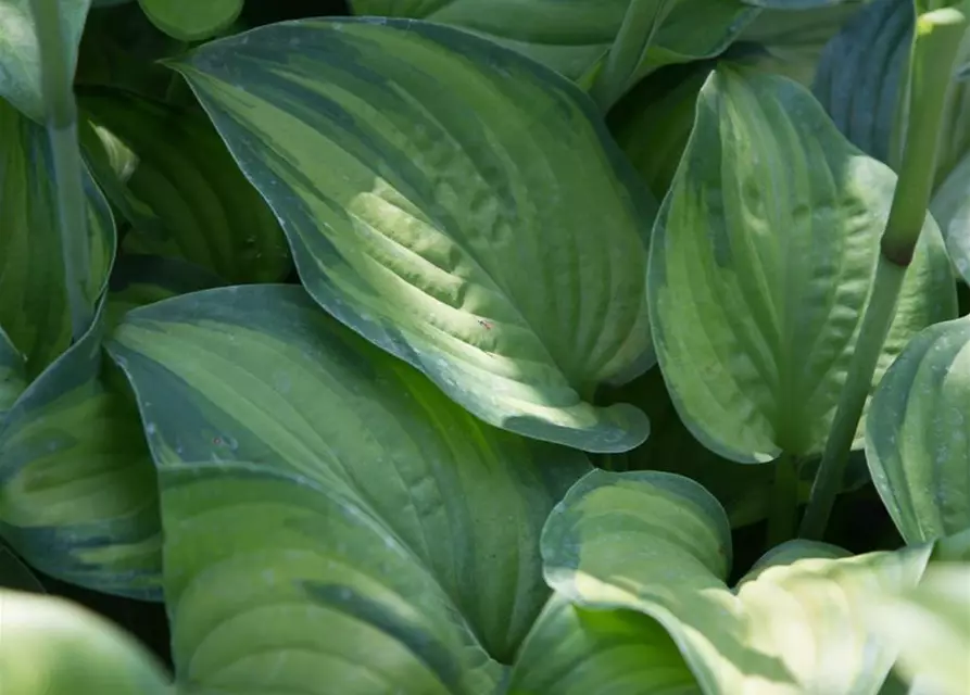 Duftende Garten-Lilien-Funkie 'Guacamole'