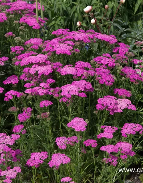 Schafgarbe 'Pretty Belinda'®