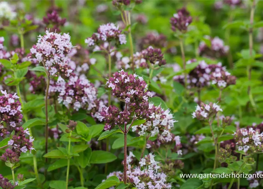 Origanum vulgare