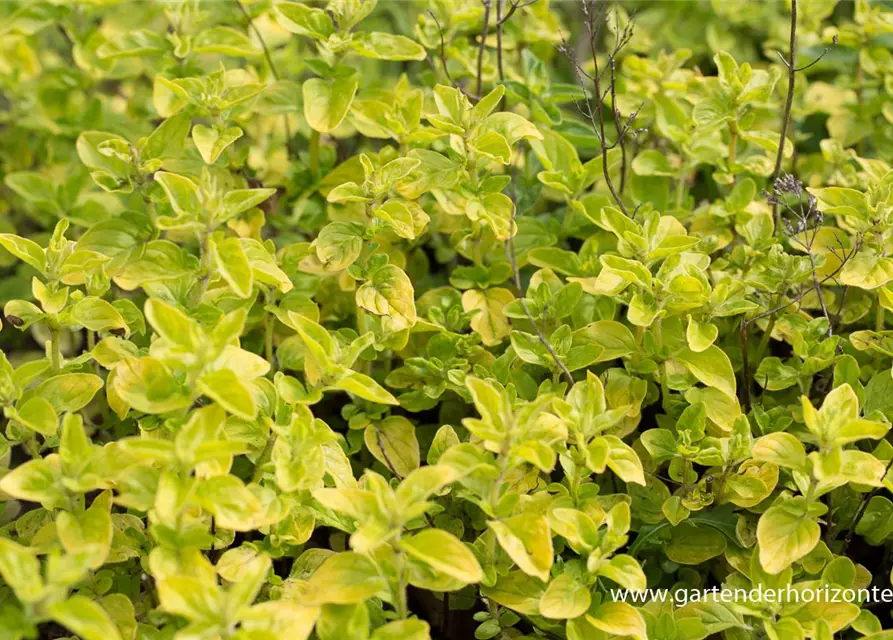 Origanum vulgare 'Thumbles'