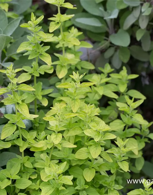 Origanum vulgare 'Thumbles'