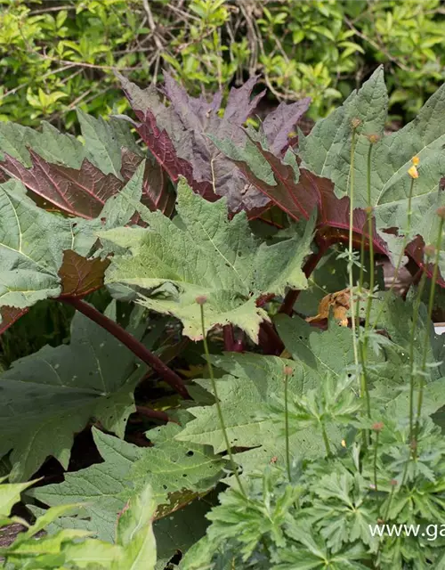 Rheum palmatum var.tanguticum