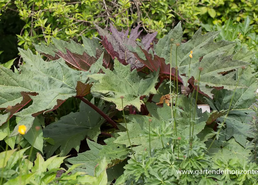 Rheum palmatum var.tanguticum