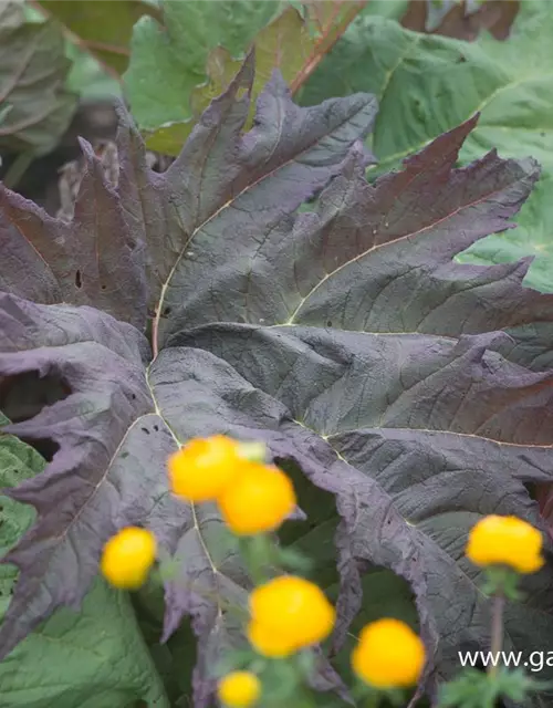 Rheum palmatum var.tanguticum