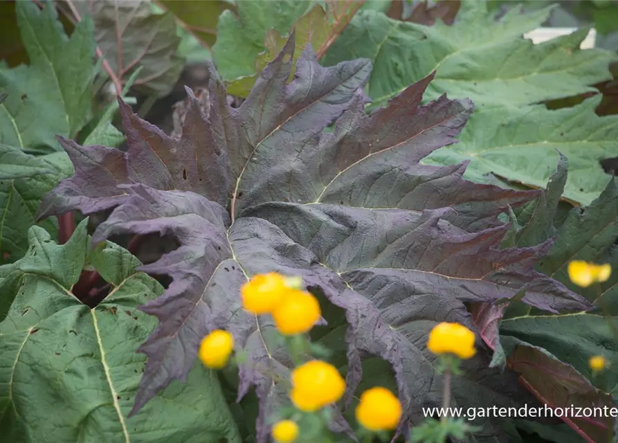 Rheum palmatum var.tanguticum