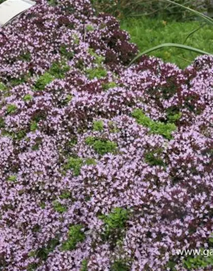 Origanum vulgare 'Compactum'