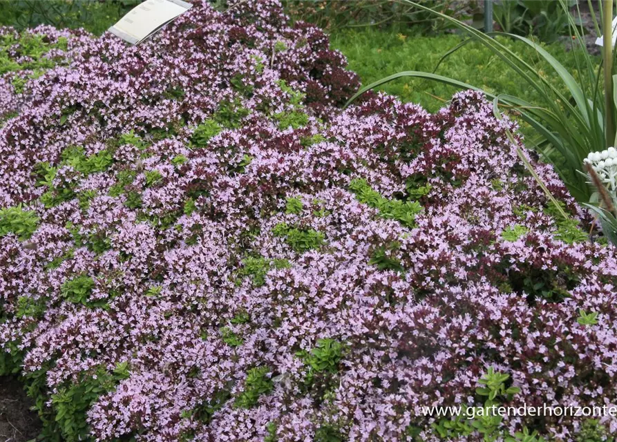 Origanum vulgare 'Compactum'