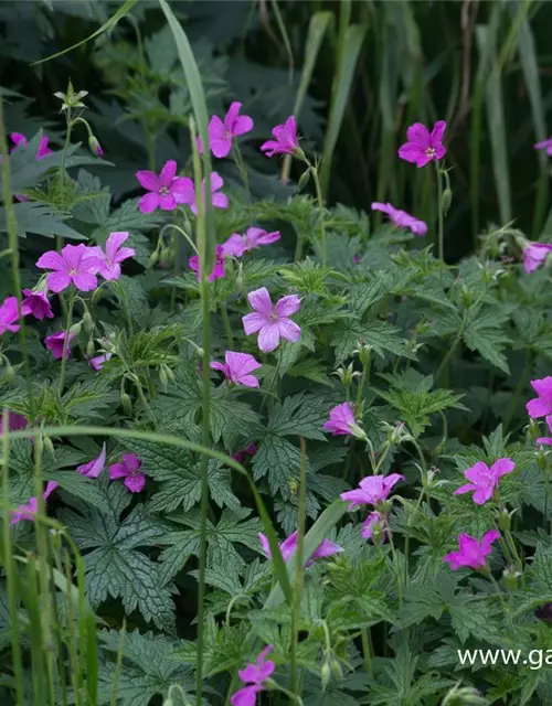 Oxford-Garten-Storchschnabel 'Rosenlicht'