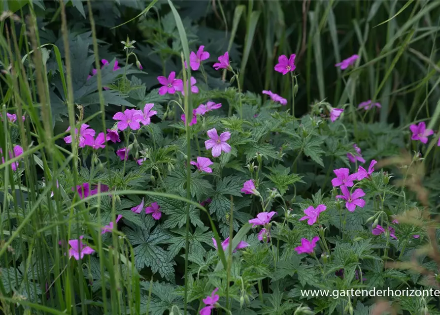 Oxford-Garten-Storchschnabel 'Rosenlicht'