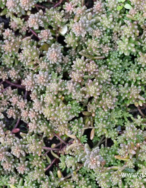 Sedum album 'Murale'