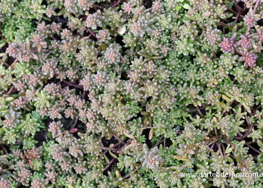 Sedum album 'Murale'