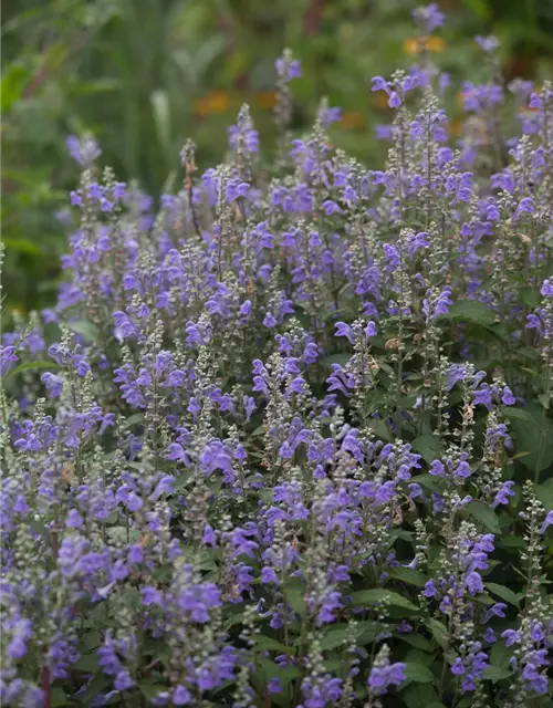 Scutellaria incana