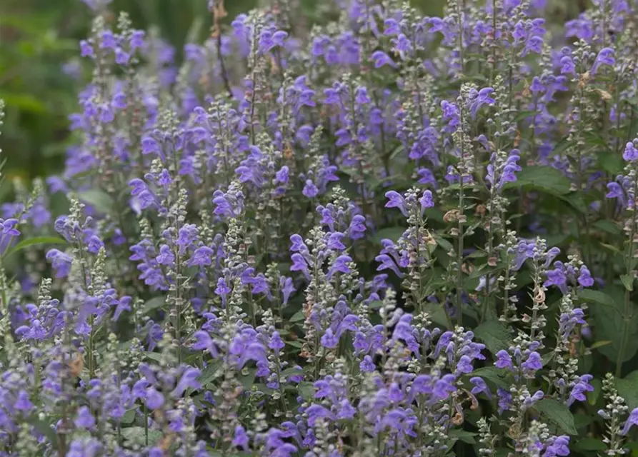 Scutellaria incana