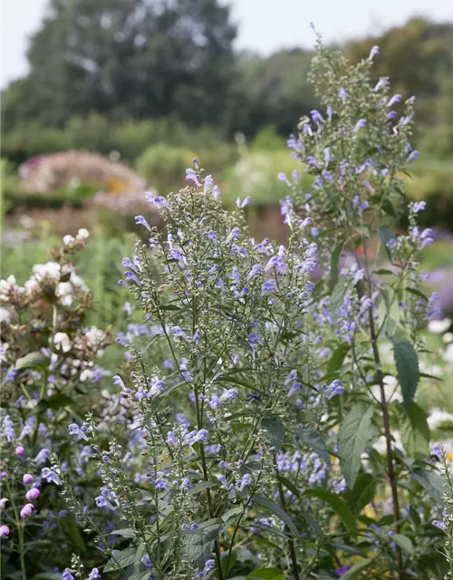 Scutellaria incana