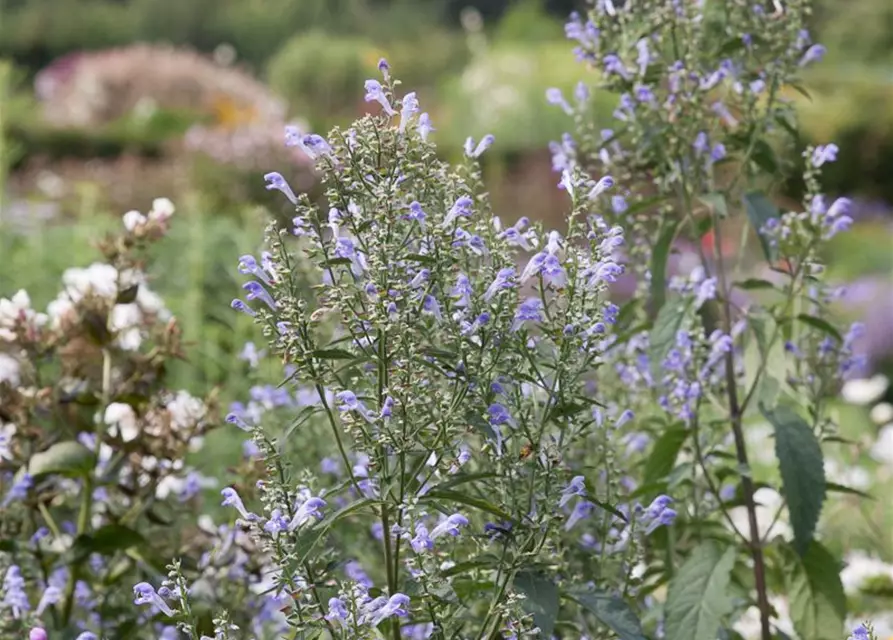 Scutellaria incana