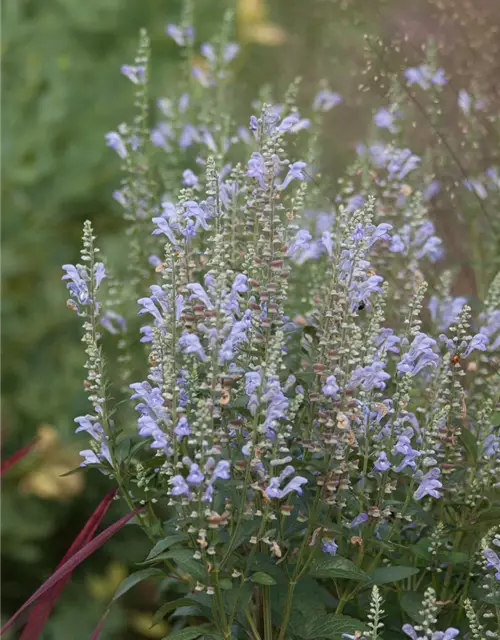 Scutellaria incana