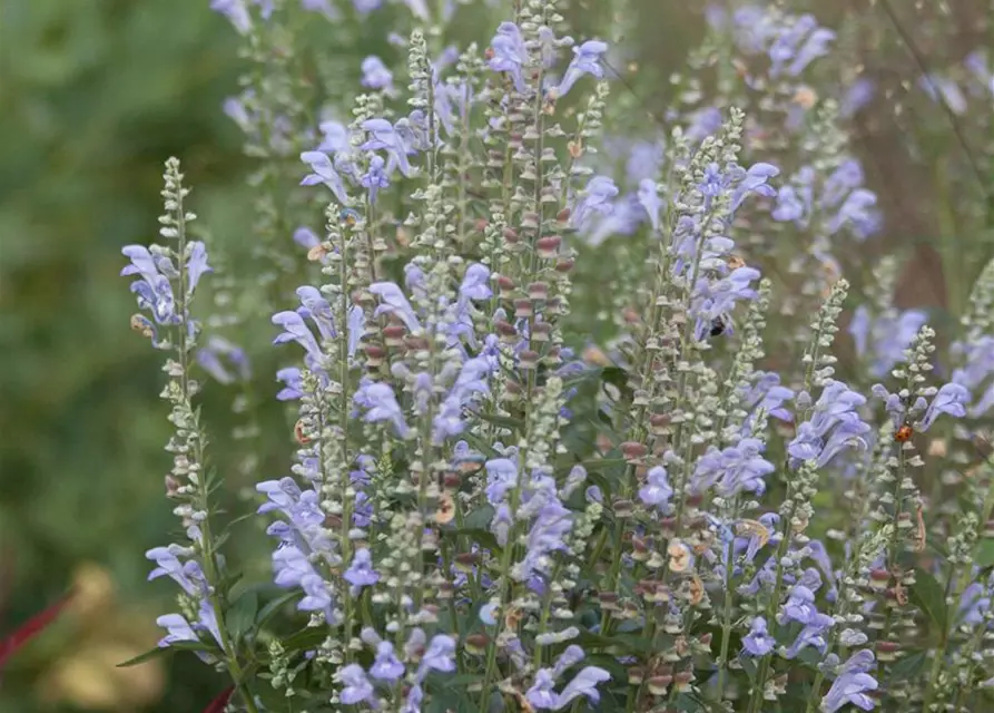 Scutellaria incana