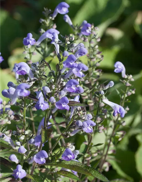 Scutellaria incana