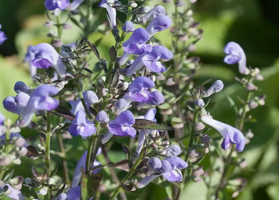 Scutellaria incana