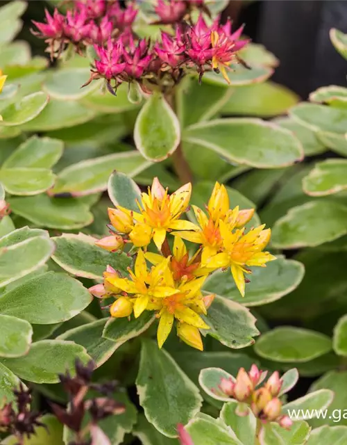 Sedum kamtschaticum 'Variegatum'