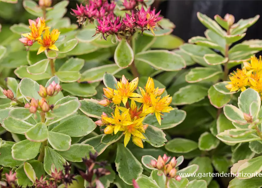 Sedum kamtschaticum 'Variegatum'