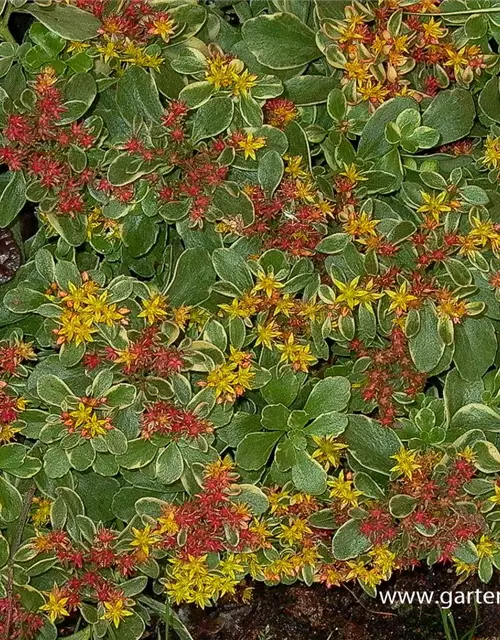 Sedum kamtschaticum 'Variegatum'