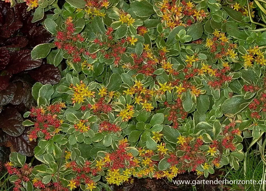 Sedum kamtschaticum 'Variegatum'