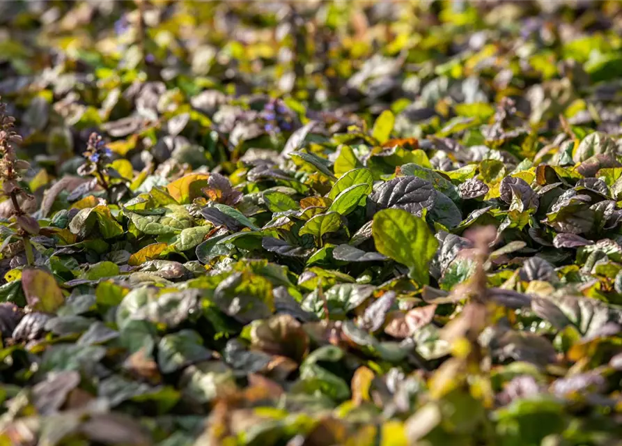 Rotblättriger Garten-Günsel 'Braunherz'