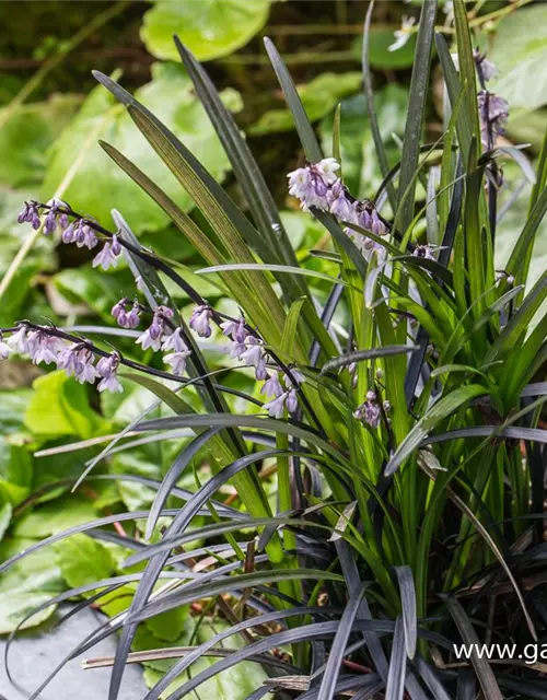 Schwarzer Schlangenbart 'Niger'