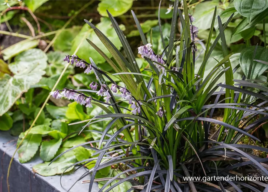 Schwarzer Schlangenbart 'Niger'