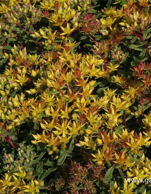 Sedum floriferum 'Weihenstephaner Gold'