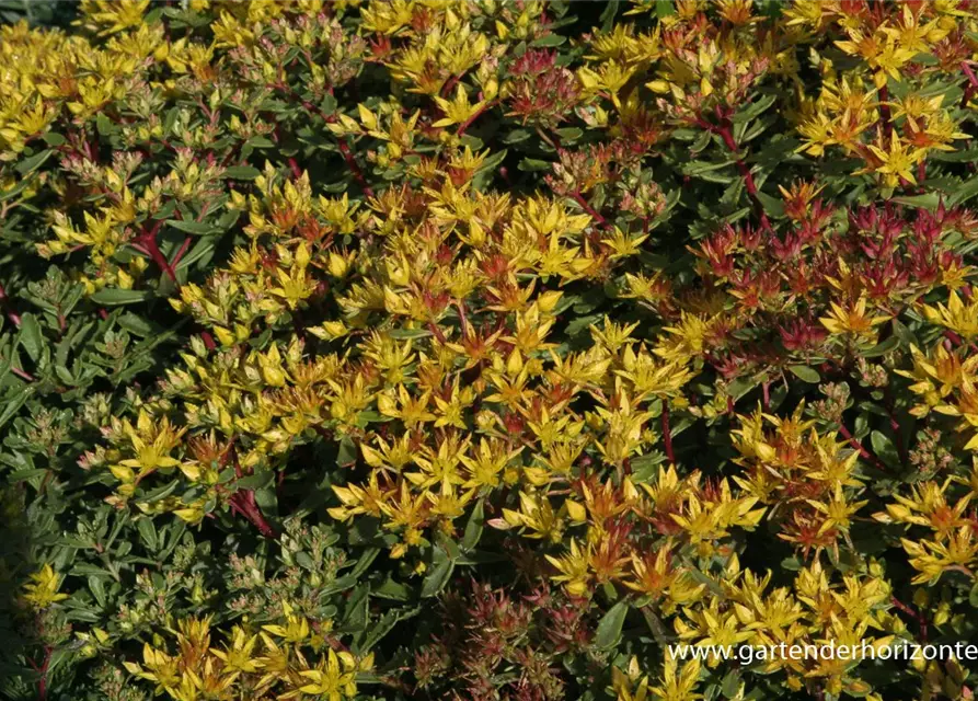 Sedum floriferum 'Weihenstephaner Gold'