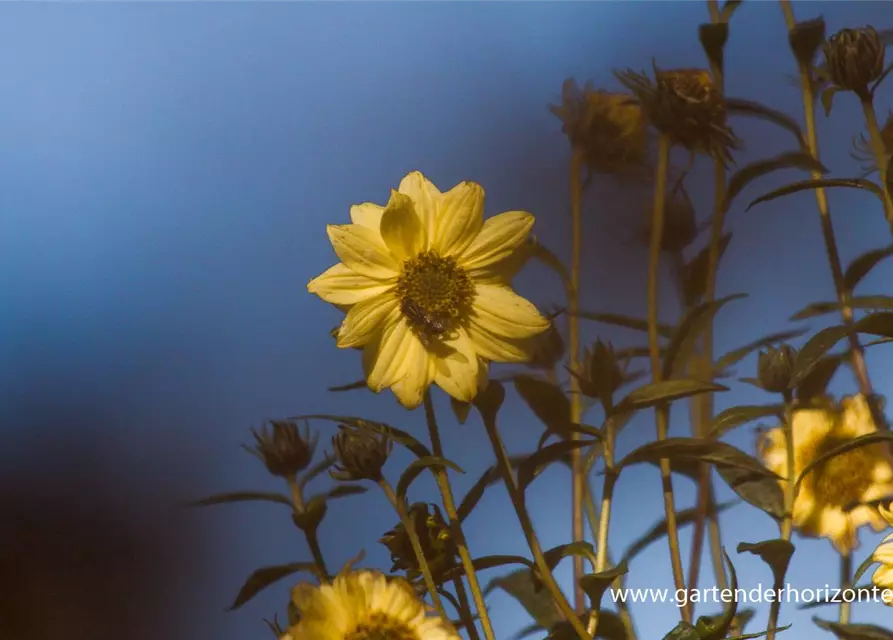 Riesen-Sonnenblume