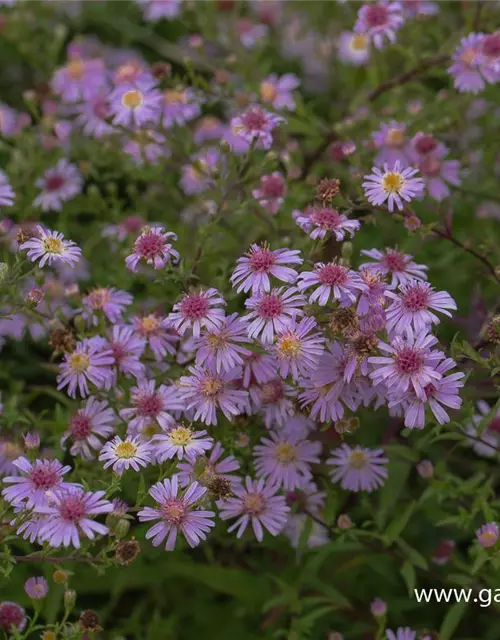 Waagerechte Garten-Aster 'Coombe Fishacre'