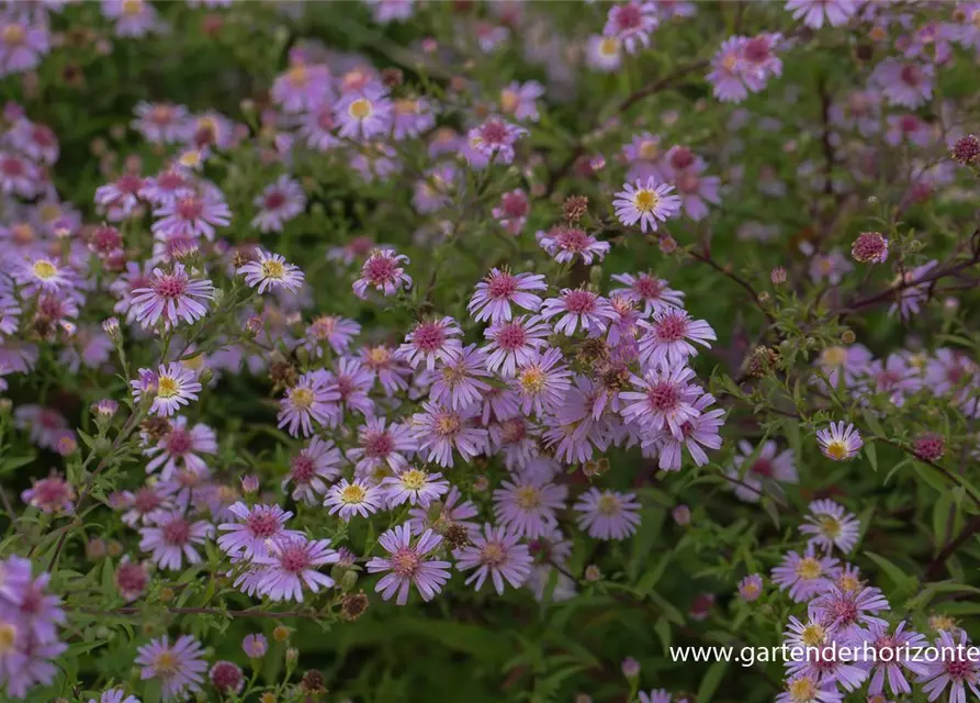 Waagerechte Garten-Aster 'Coombe Fishacre'