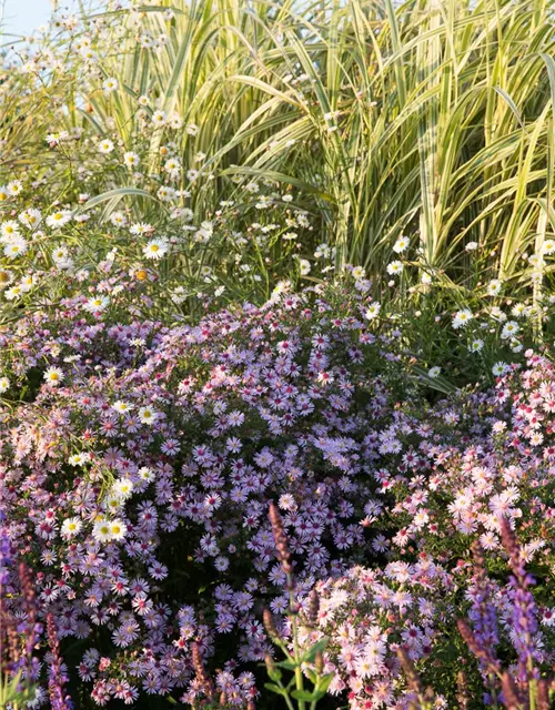 Waagerechte Garten-Aster 'Coombe Fishacre'