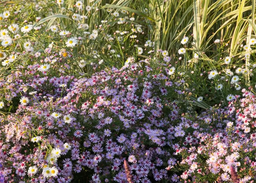 Waagerechte Garten-Aster 'Coombe Fishacre'