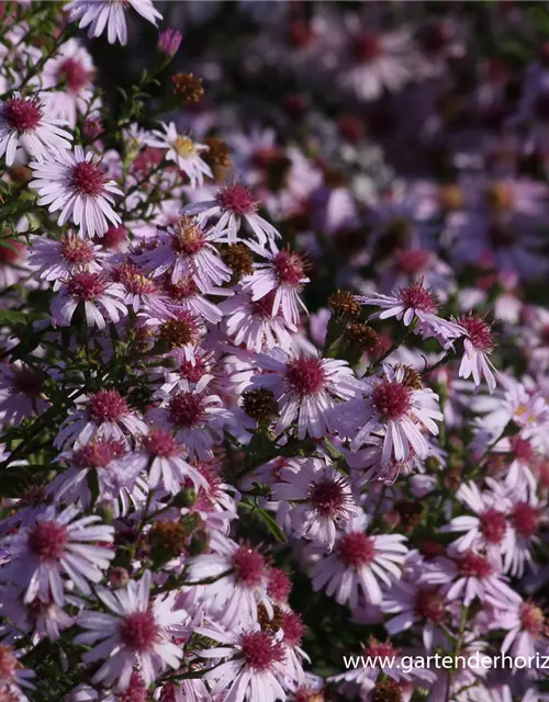 Waagerechte Garten-Aster 'Coombe Fishacre'