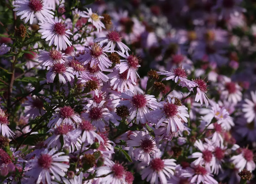 Waagerechte Garten-Aster 'Coombe Fishacre'