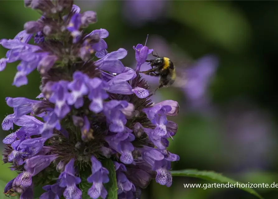 Sitzende Garten-Katzenminze 'Washfield'