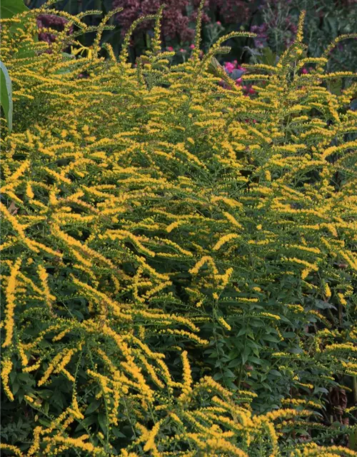 Solidago rugosa 'Fireworks'