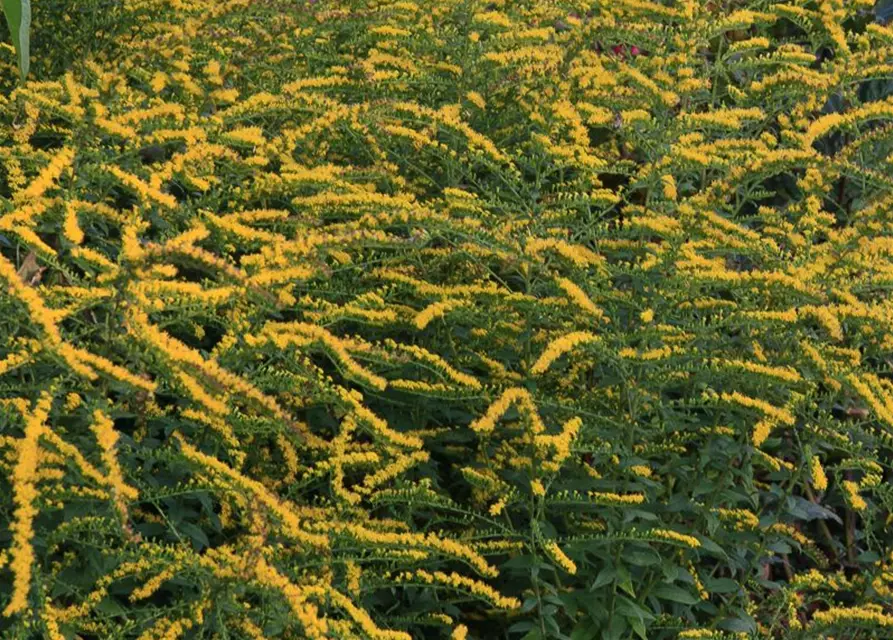 Solidago rugosa 'Fireworks'