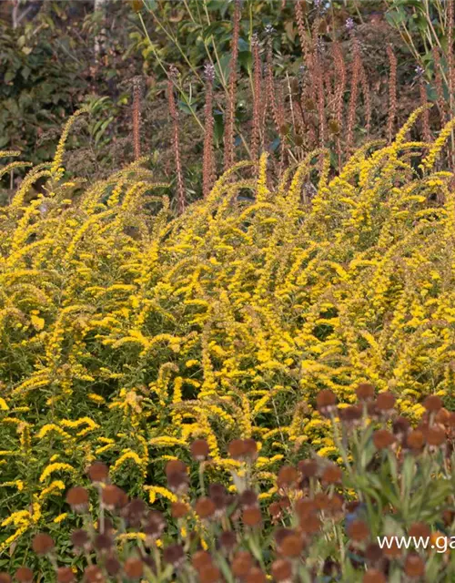 Solidago rugosa 'Fireworks'