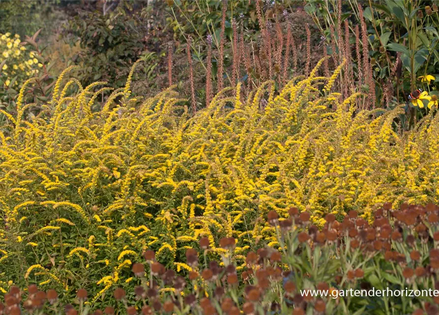 Solidago rugosa 'Fireworks'