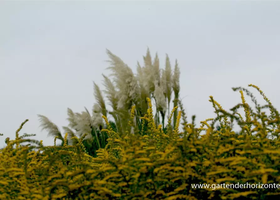 Solidago rugosa 'Fireworks'