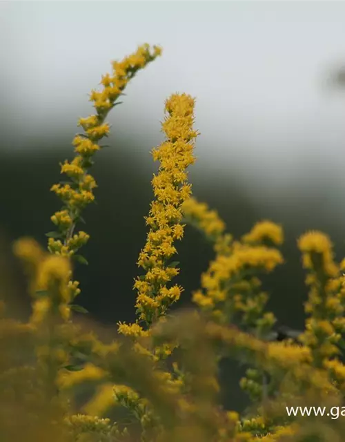 Solidago rugosa 'Fireworks'