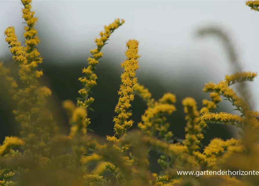 Solidago rugosa 'Fireworks'