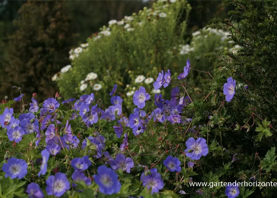 Storchschnabel 'Rozanne'®